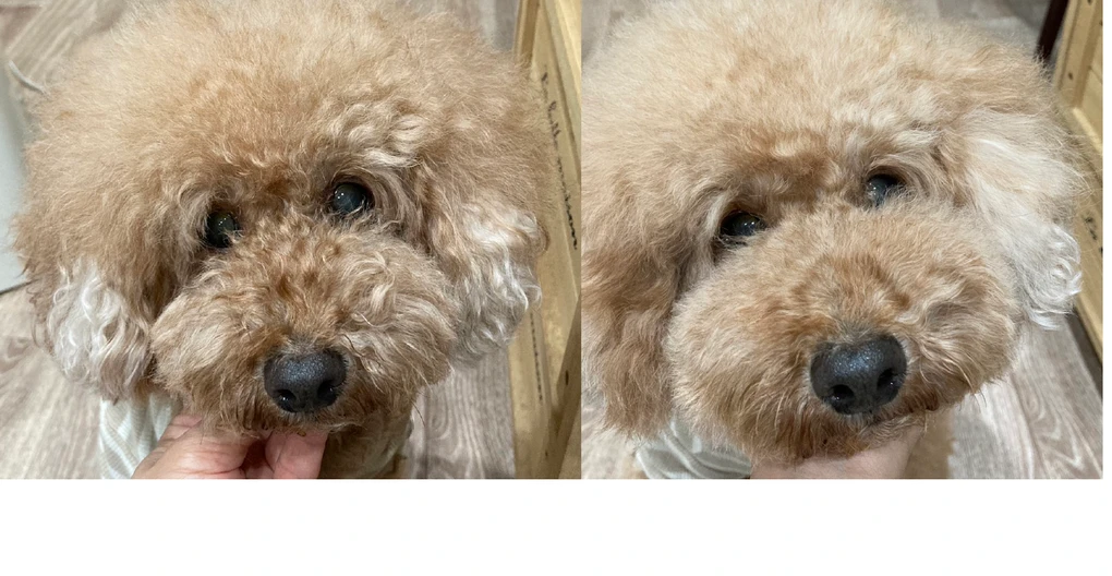 お手入れの比較写真