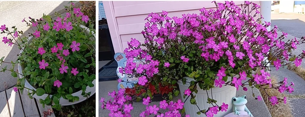 鉢植えの比較記録